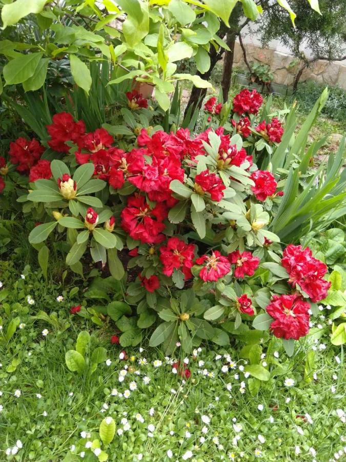 Guesthouse Elizabeth Samoko Dış mekan fotoğraf