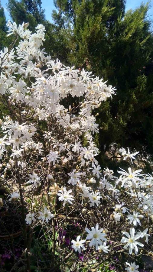 Guesthouse Elizabeth Samoko Dış mekan fotoğraf